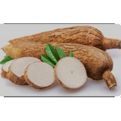 CASSAVA