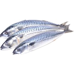 British mackerel British mackerel