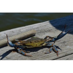 Blue crab Blue crab