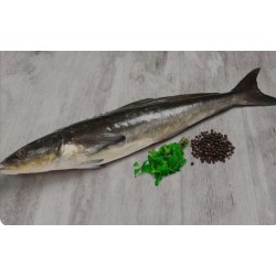 Cobia Cobia