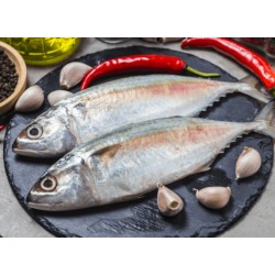 Indian mackerel Indian mackerel