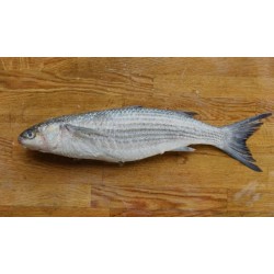 Grey mullet Grey mullet