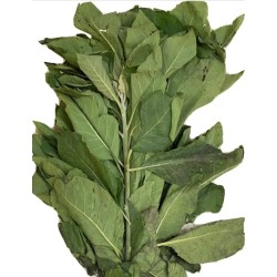 Bitter leaf