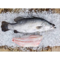 Barrramundi Barrramundi
