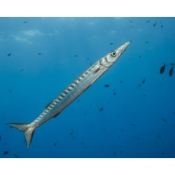 Barrracuda Barrracuda